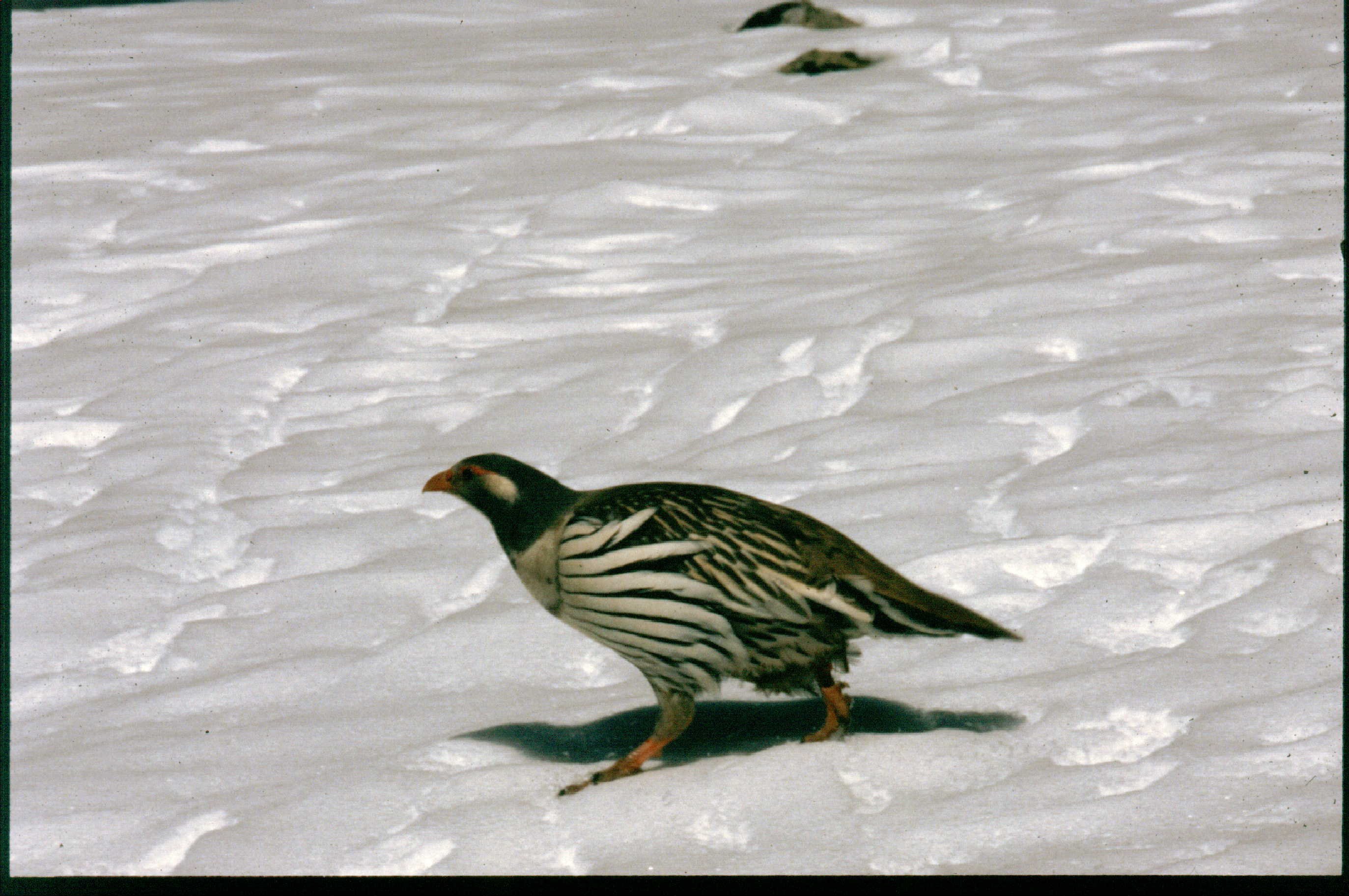 Bin04S20 - Bird in Snow.jpg